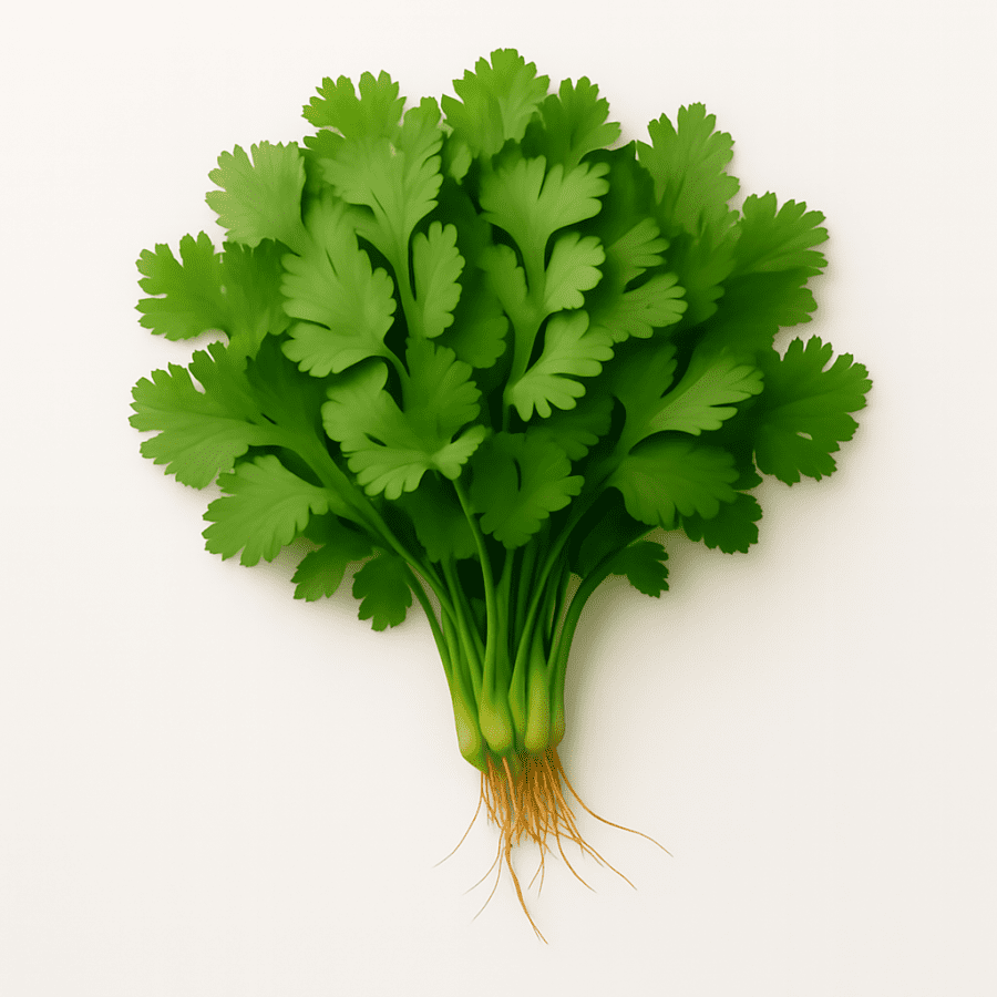 Coriander Leaves / Dhaniya / kg