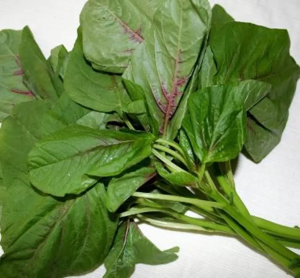 Amaranth Leaves / Chaulai / kg