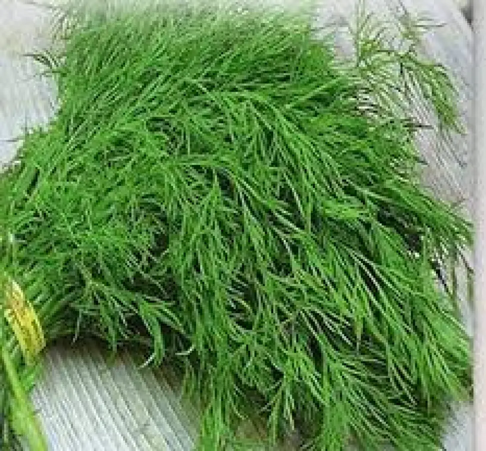 Dill Leaves / Suva Bhaji / kg