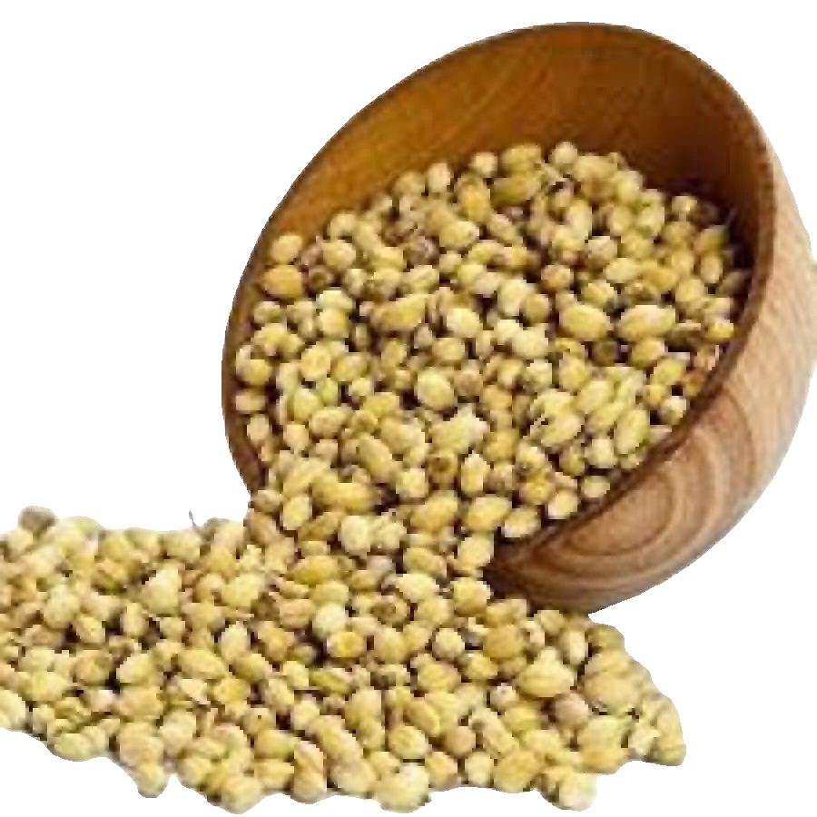 CORIANDER WHOLE (DHANIA) 500g