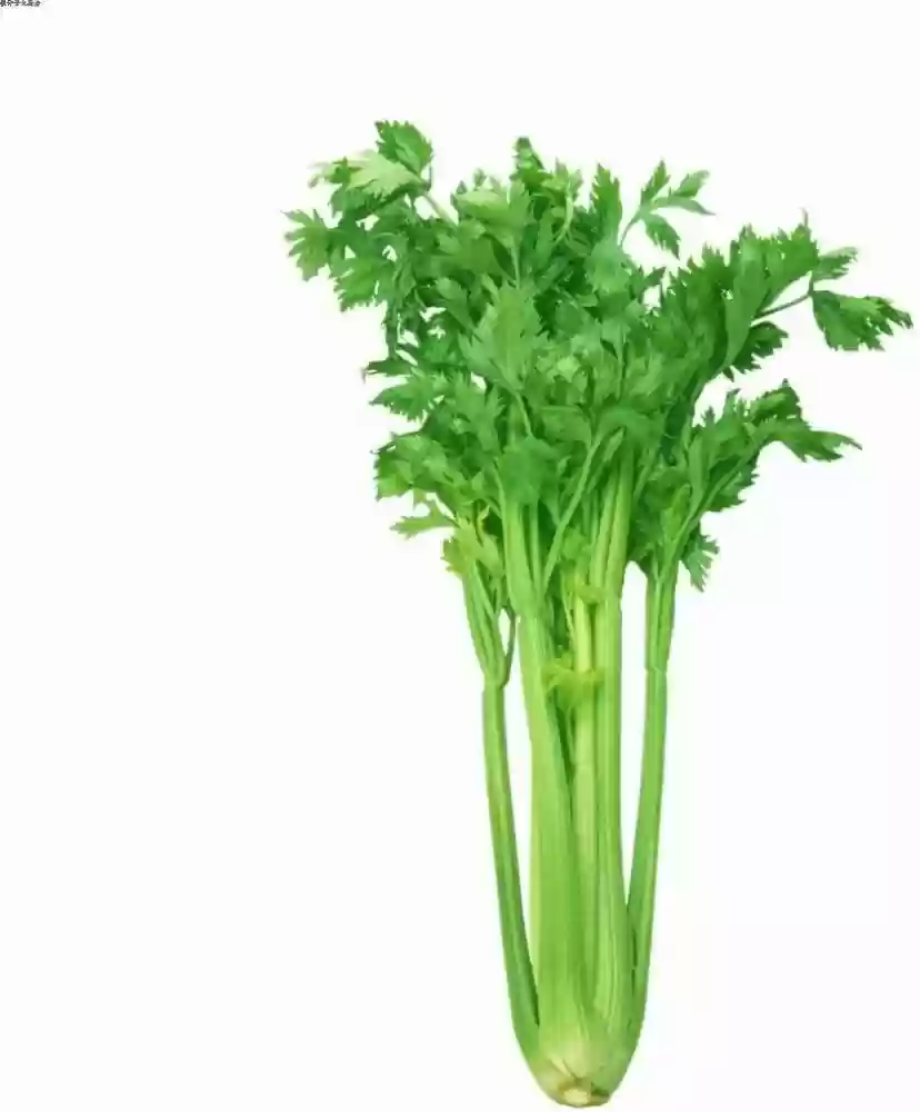 CELERY 1PC