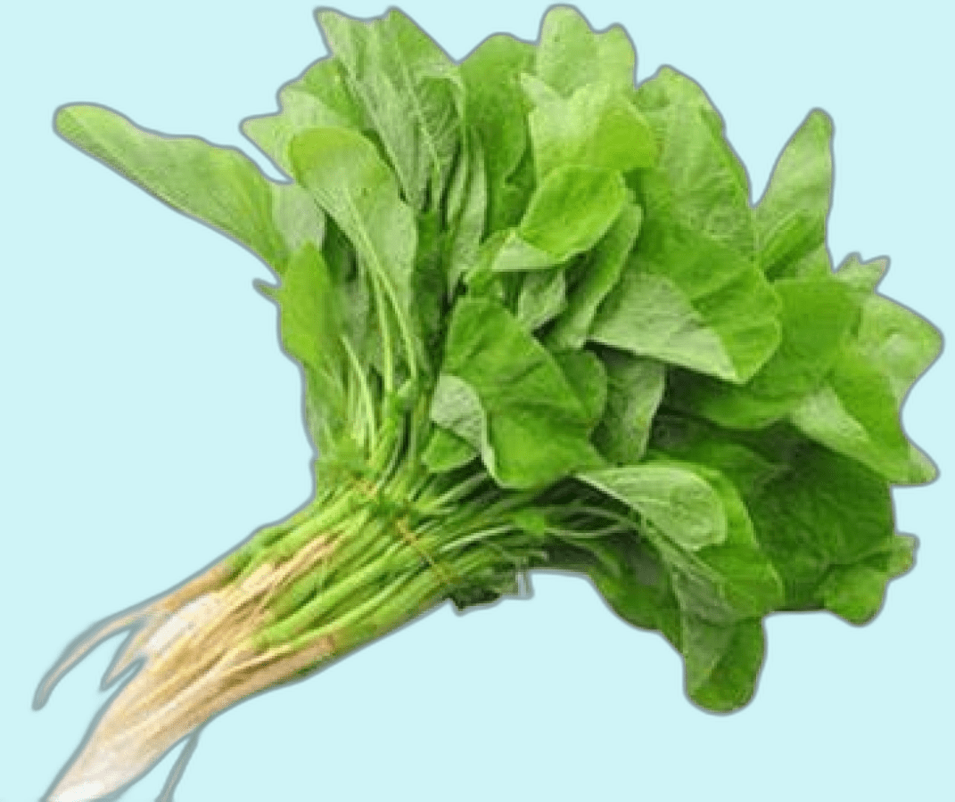 AMARANTH LEAVES RED CHEERA