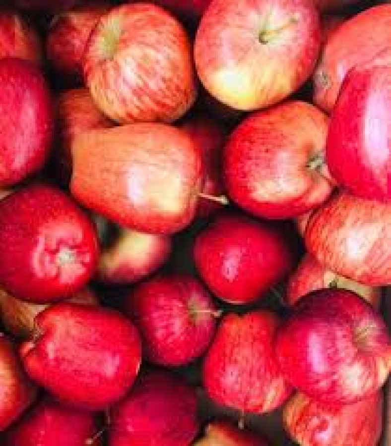 APPLE FRESH