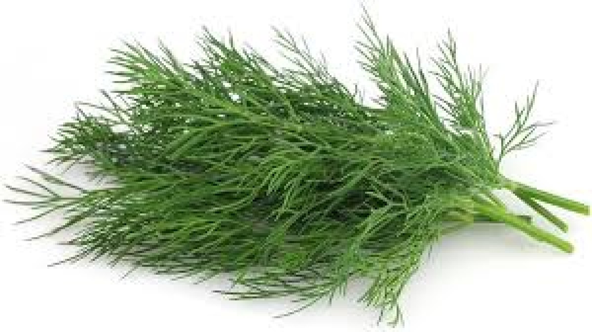 DILL LEAVES SABAKKI