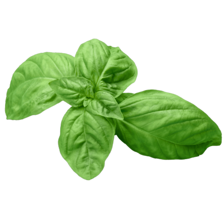 BASIL LEAVES