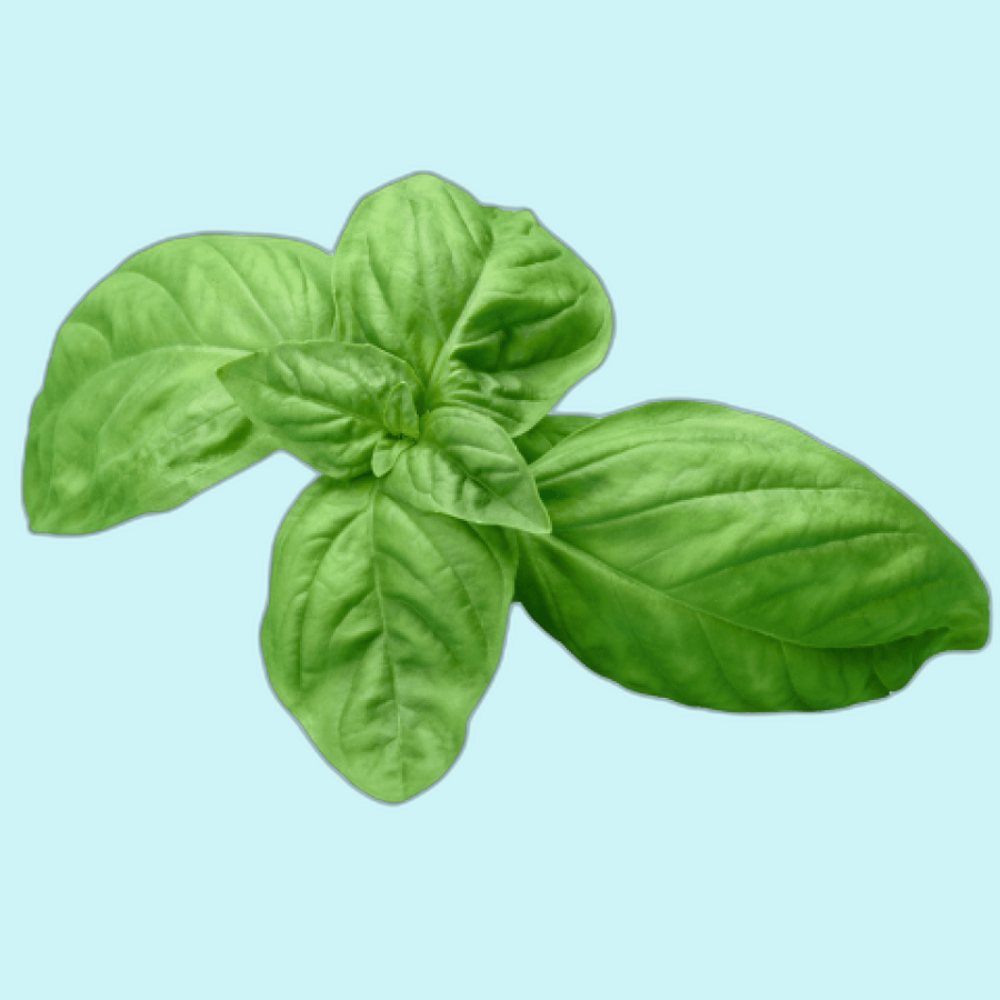 BASIL LEAVES
