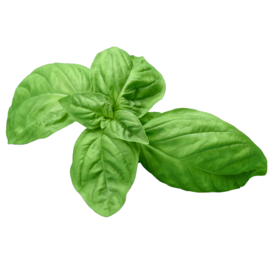 BASIL LEAVES