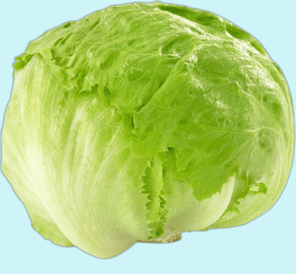 ice burg lettuce
