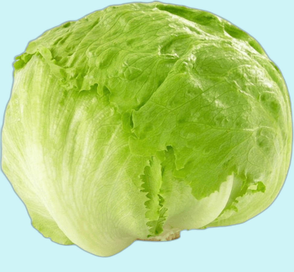 ice burg lettuce
