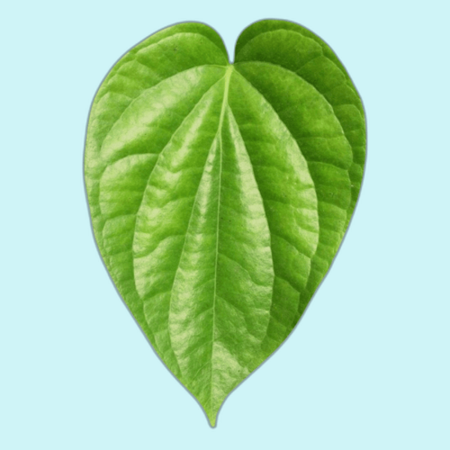 BEETEL LEAVES