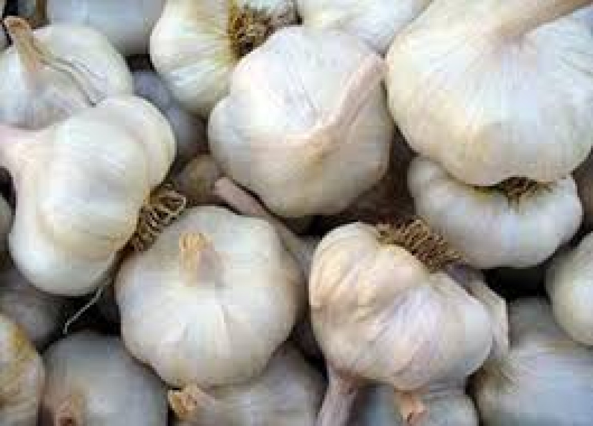 GARLIC SMALL