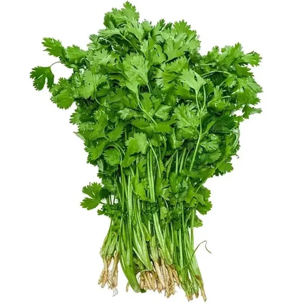 CORIANDER LEAVE